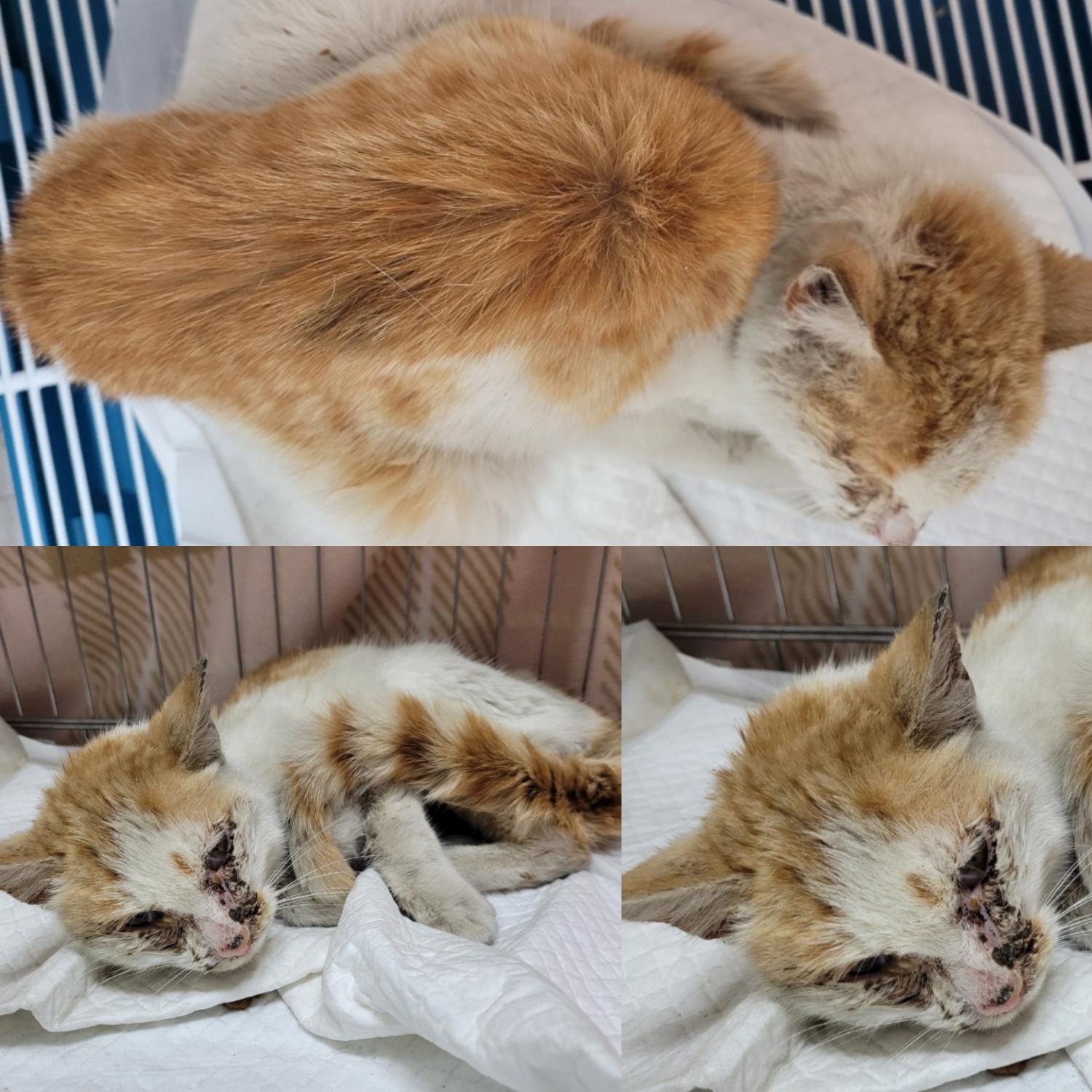 논산시 동물보호센터_444454202300110